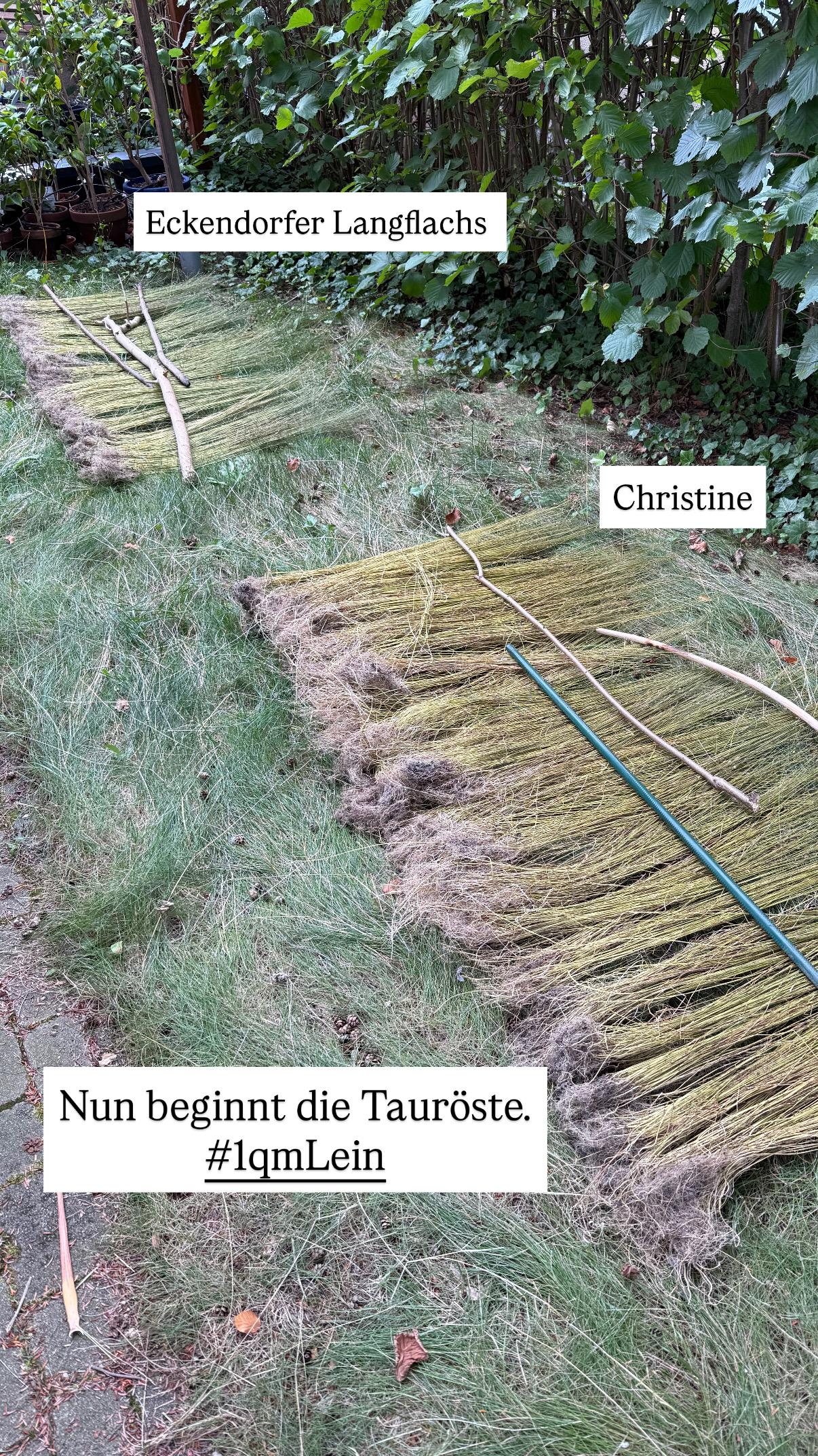 Zwei Sorten Flachs liegen auf der Wiese zum Start der Tauröste