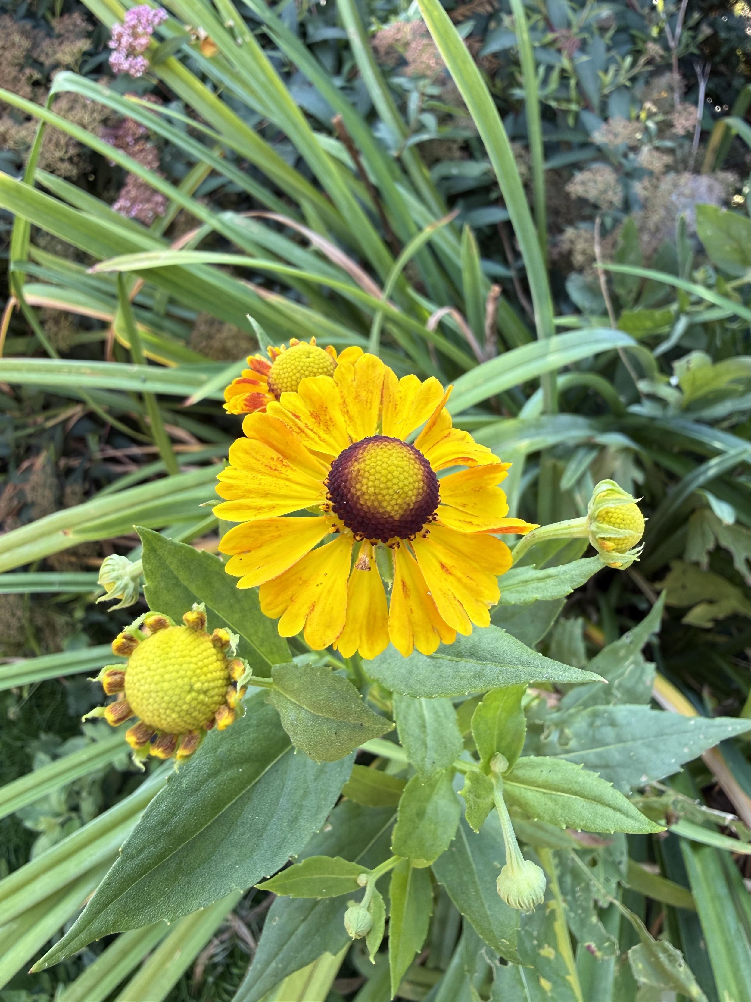 Sonnenbrautblüte