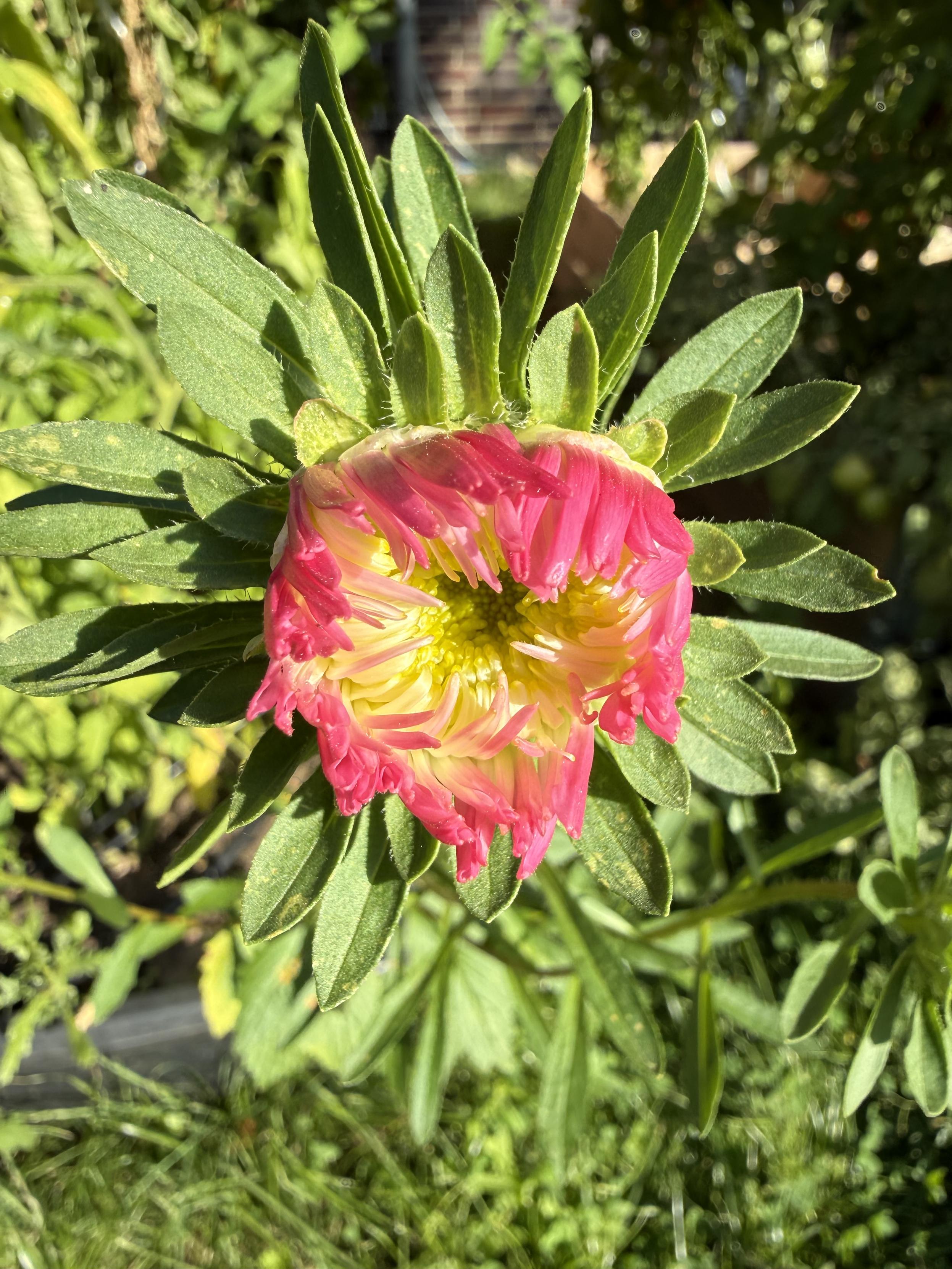 Erste Herbstblume