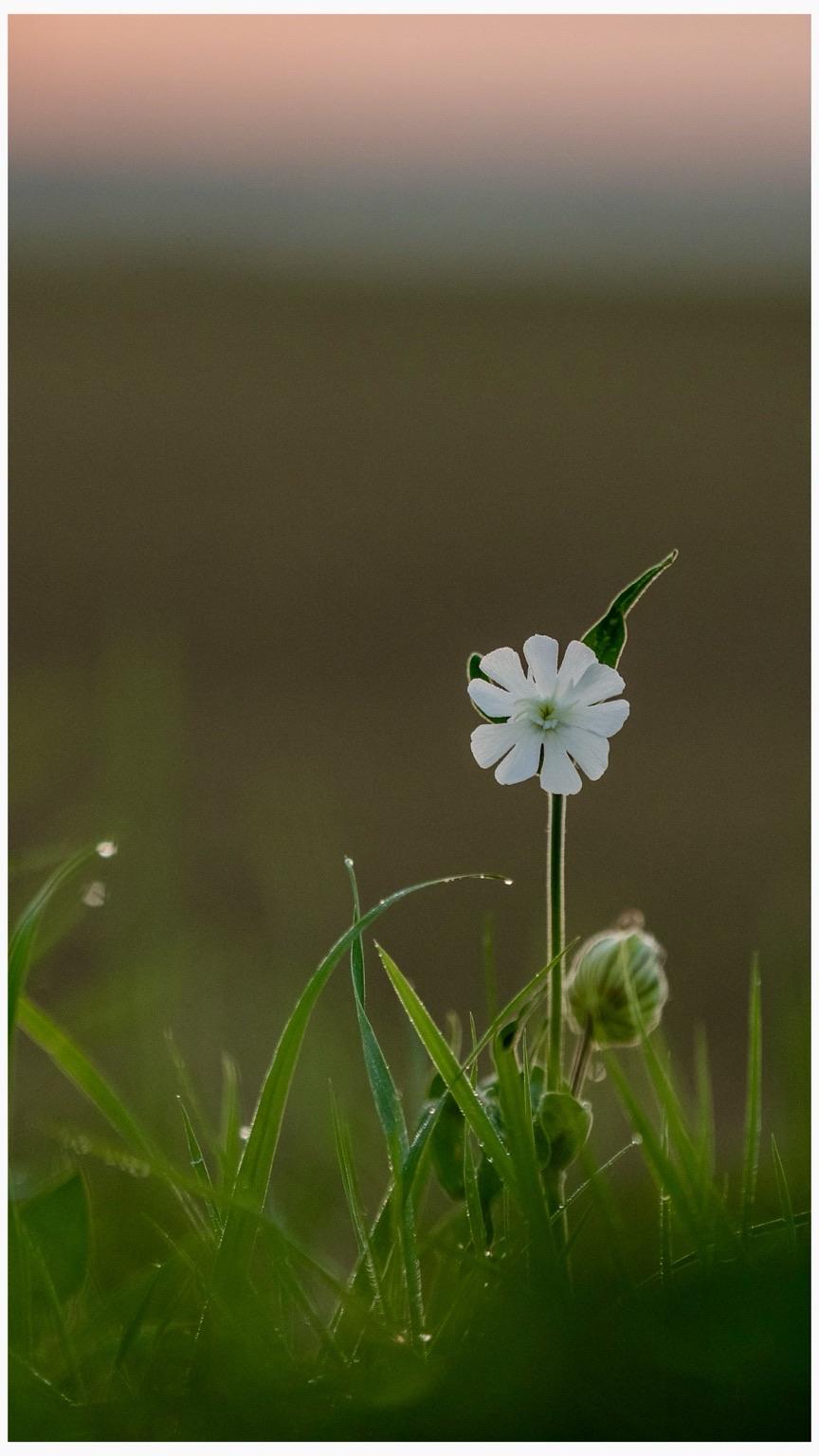 A solitary white flower stands tall among green grass blades, set against a soft, blurred background with pastel hues, suggesting dawn or dusk.